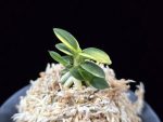 취월호 翠月湖 Chwiwolho(Seedling)