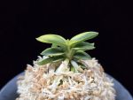 취월호 翠月湖 Chwiwolho(Seedling)