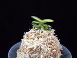 취월호 翠月湖 Chwiwolho(Seedling)