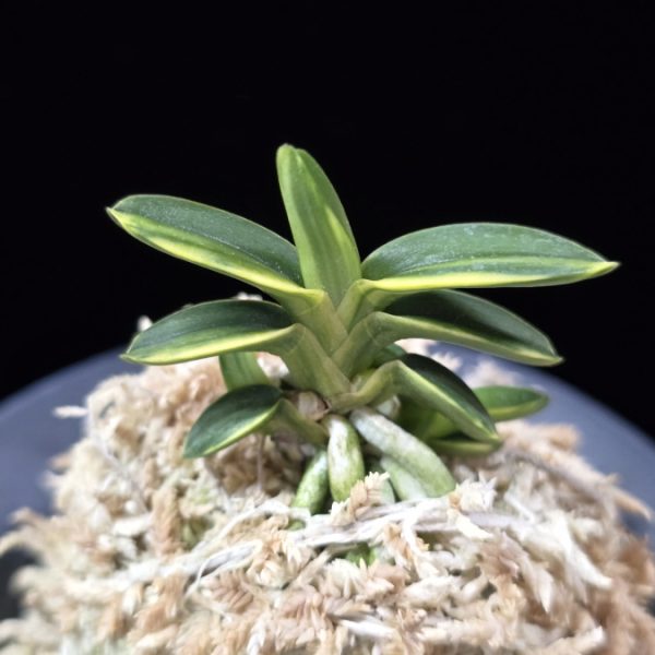 취월호 翠月湖 Chwiwolho(Seedling)