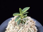취월호 翠月湖 Chwiwolho(Seedling)