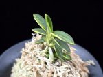 취월호 翠月湖 Chwiwolho(Seedling)