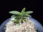 취월호 翠月湖 Chwiwolho(Seedling)