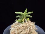 취월호 翠月湖 Chwiwolho(Seedling)