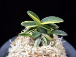 취월호 翠月湖 Chwiwolho(Seedling)