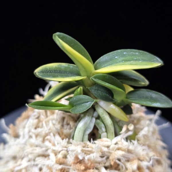 취월호 翠月湖 Chwiwolho(Seedling)