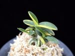 취월호 翠月湖 Chwiwolho(Seedling)