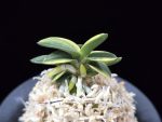 취월호 翠月湖 Chwiwolho(Seedling)