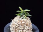 취월호 翠月湖 Chwiwolho(Seedling)
