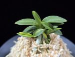 취월호 翠月湖 Chwiwolho(Seedling)