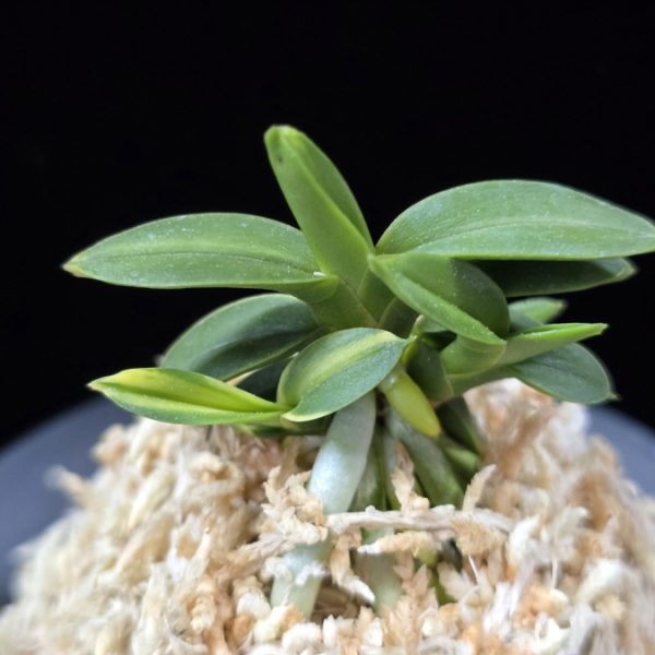 취월호 翠月湖 Chwiwolho(Seedling)