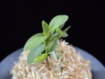 취월호 翠月湖 Chwiwolho(Seedling)