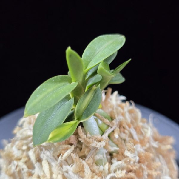 취월호 翠月湖 Chwiwolho(Seedling)
