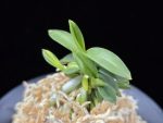 취월호 翠月湖 Chwiwolho(Seedling)