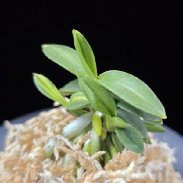 취월호 翠月湖 Chwiwolho(Seedling)