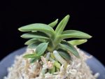 취월호 翠月湖 Chwiwolho(Seedling)