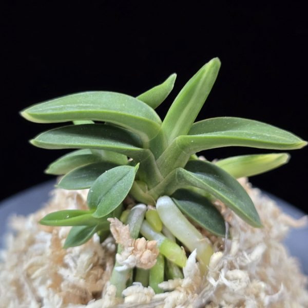 취월호 翠月湖 Chwiwolho(Seedling)