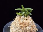 취월호 翠月湖 Chwiwolho(Seedling)