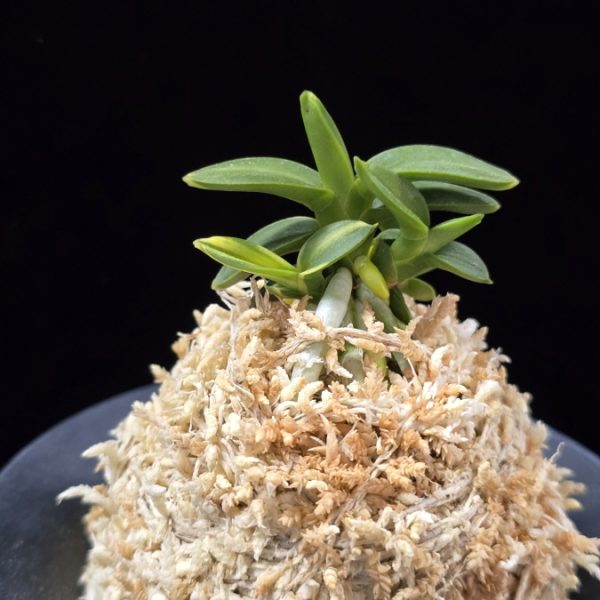 취월호 翠月湖 Chwiwolho(Seedling)