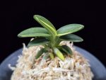 취월호 翠月湖 Chwiwolho(Seedling)