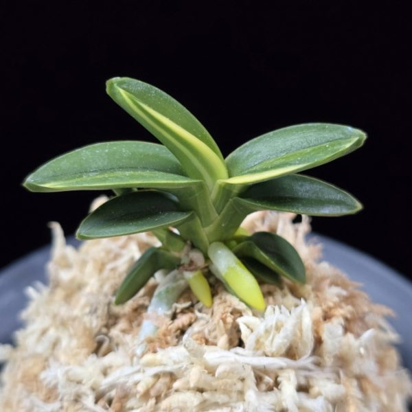 취월호 翠月湖 Chwiwolho(Seedling)