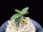 취월호 翠月湖 Chwiwolho(Seedling)