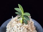 취월호 翠月湖 Chwiwolho(Seedling)