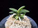 취월호 翠月湖 Chwiwolho(Seedling)