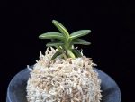 취월호 翠月湖 Chwiwolho(Seedling)