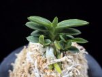취월호 翠月湖 Chwiwolho(Seedling)