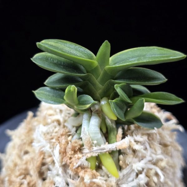 취월호 翠月湖 Chwiwolho(Seedling)