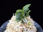 취월호 翠月湖 Chwiwolho(Seedling)