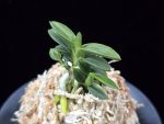 취월호 翠月湖 Chwiwolho(Seedling)