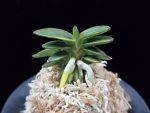 취월호 翠月湖 Chwiwolho(Seedling)