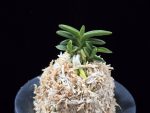 취월호 翠月湖 Chwiwolho(Seedling)