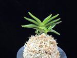 자명 紫明 Jamyeong