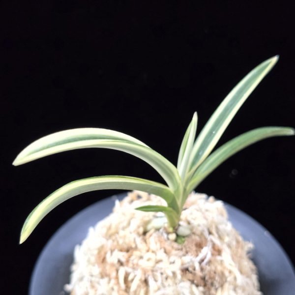 서시 西施 Seosi(Seishi)