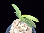 취화금 翠華錦 Suikanishiki