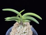 취화금 翠華錦 Suikanishiki