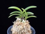 취화금 翠華錦 Suikanishiki