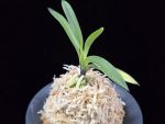 려인 麗人 Ryeoin (Ruby root)
