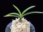 려인 麗人 Ryeoin (Ruby root)