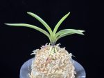 려인 麗人 Ryeoin (Ruby root)