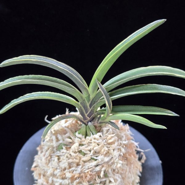 신라 新羅 Sinra (Shiragi)