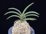신라 新羅 Sinra (Shiragi)