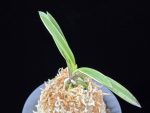 엄미신호동 奄美新湖東 Amami Shinkotou