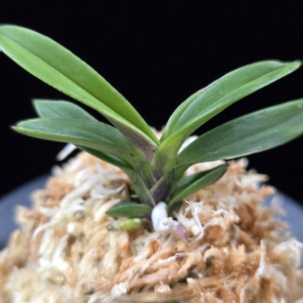 장백 將白  Jangbaek