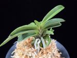 장백 將白  Jangbaek