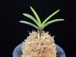 주천왕백호 朱天王白縞 Shutenno Shiroshima