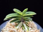 무학금 舞鶴錦 Maizuru Nishiki